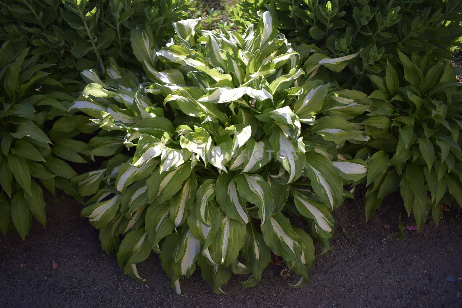 Hosta is a genus of plants commonly known as hostas, plantain lilies (in Britain) and occasionally by the Japanese name giboshi.