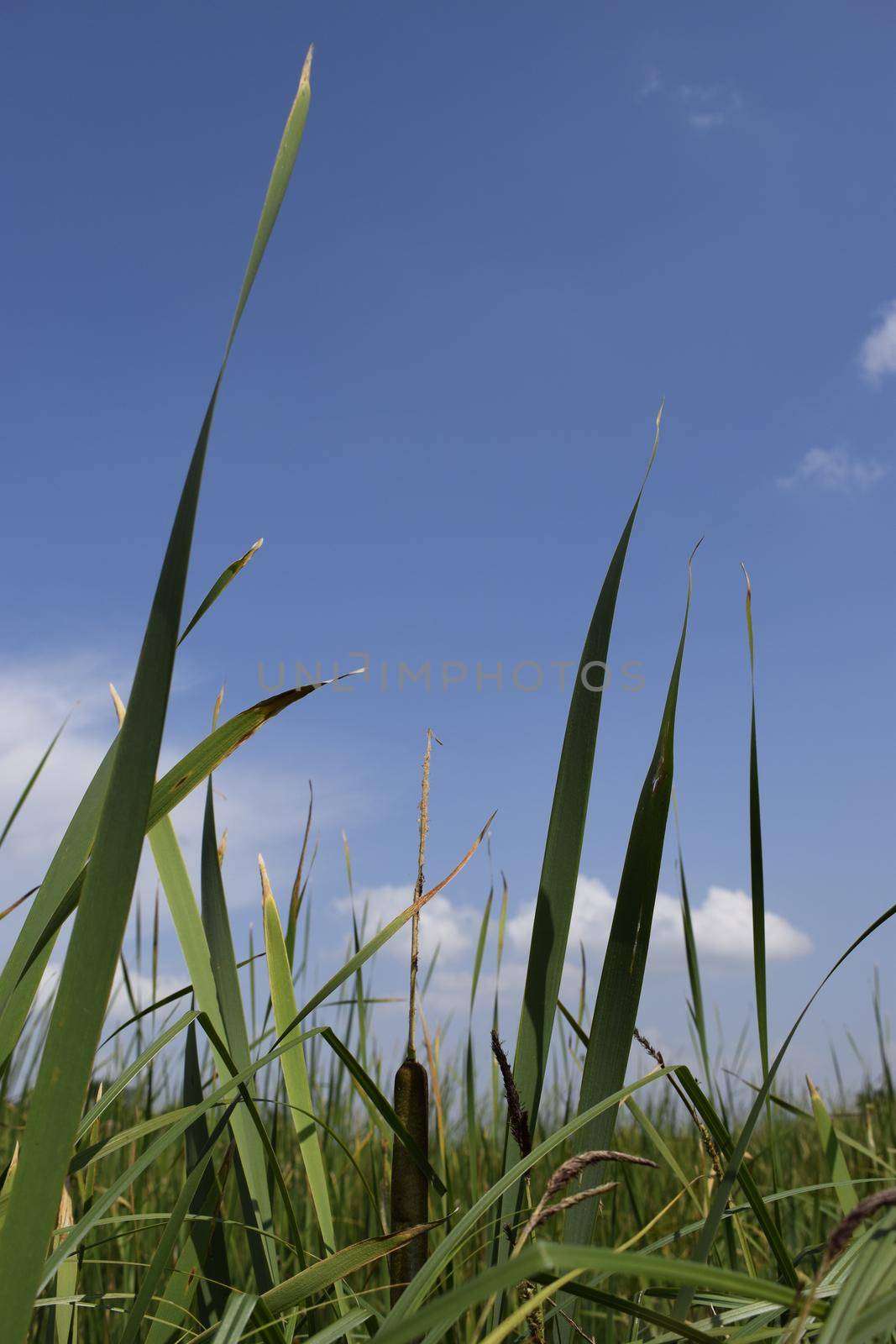 Green grass with blue summer sky. Meadow lush grass. Closeup. A Sunny day.