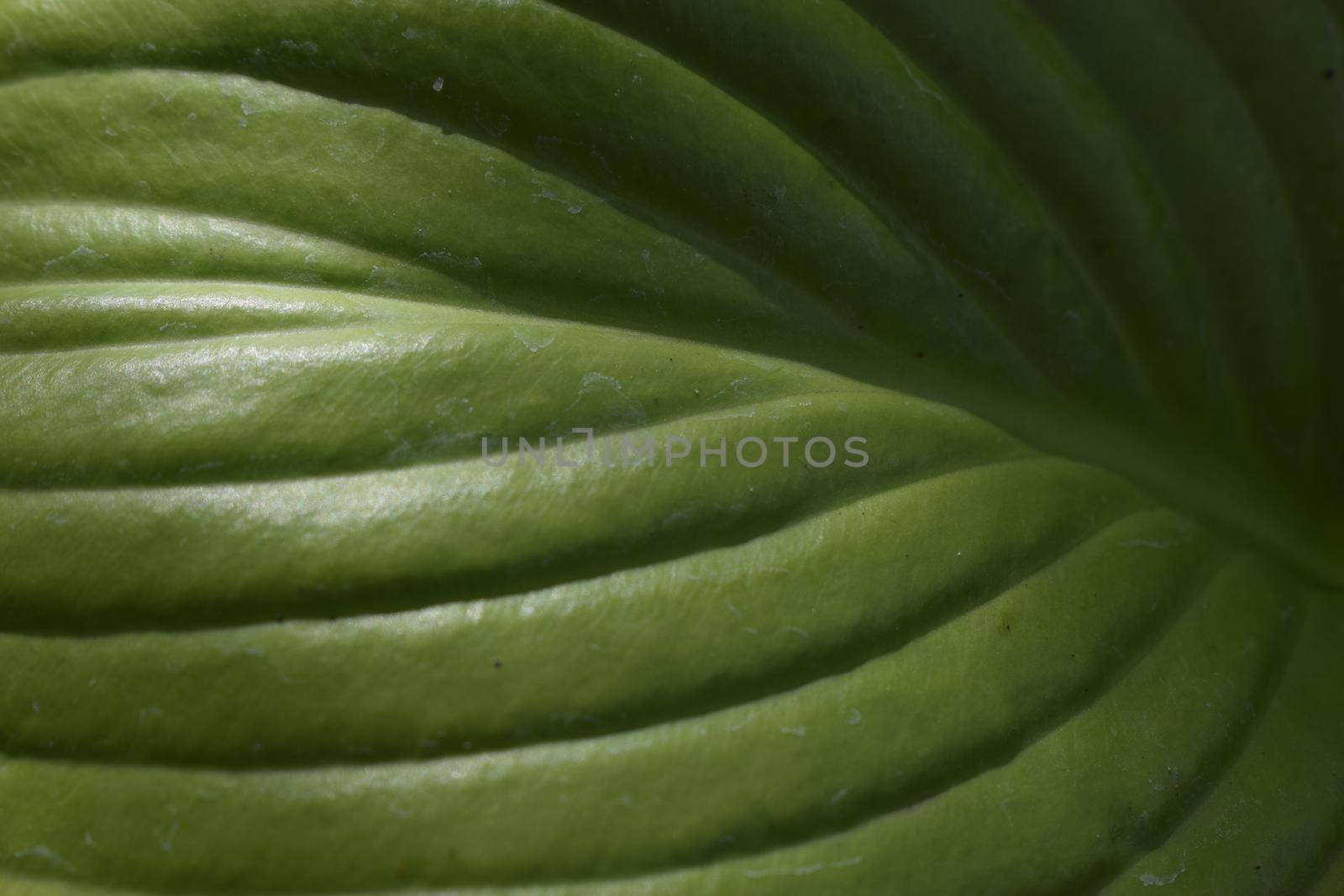 Hosta plant in the garden. Closeup green leaves background. Hosta - an ornamental plant for landscaping park and garden design
