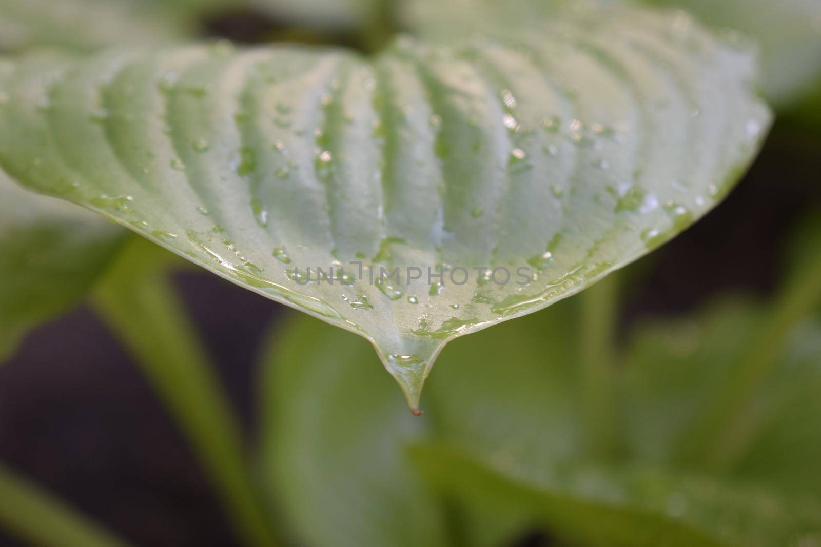 Beautiful tropical Hosta leaves with drops of water. Ornamental Hosta plant for landscaping park and garden design. Large lush green leaves with streaks. Botanical texture macro,