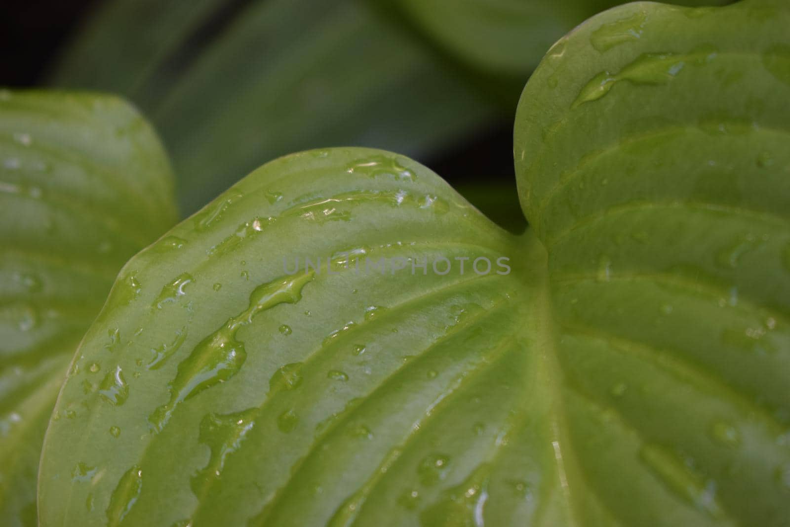 Beautiful tropical Hosta leaves with drops of water. Ornamental Hosta plant for landscaping park and garden design. Large lush green leaves with streaks. Botanical texture macro,