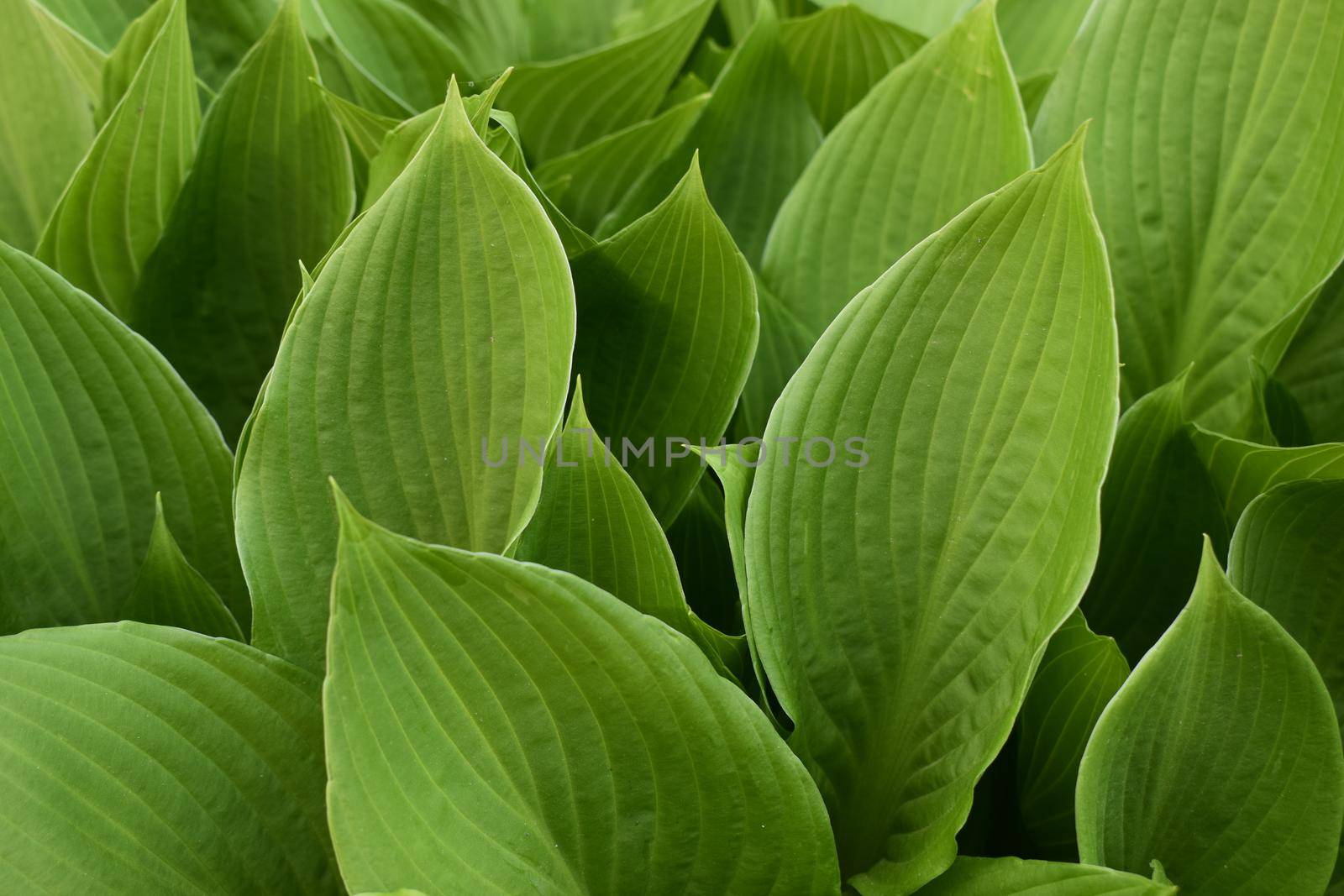 Hosta plant in the garden. Closeup green leaves background. Hosta - an ornamental plant for landscaping park and garden design