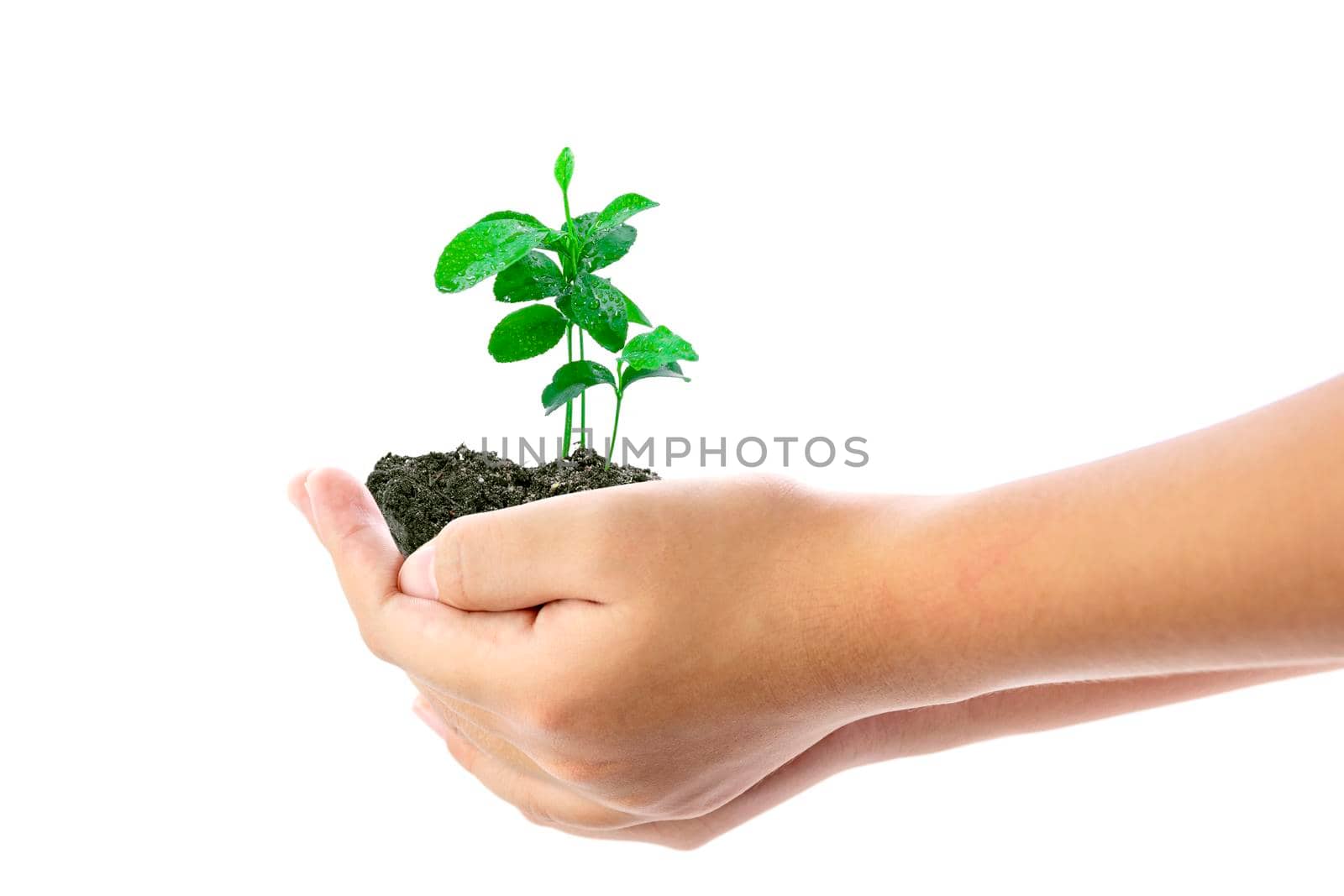 Human hand holding young plant isolated on white background, use for the concept of environmental conservation and saving the world. by wattanaphob