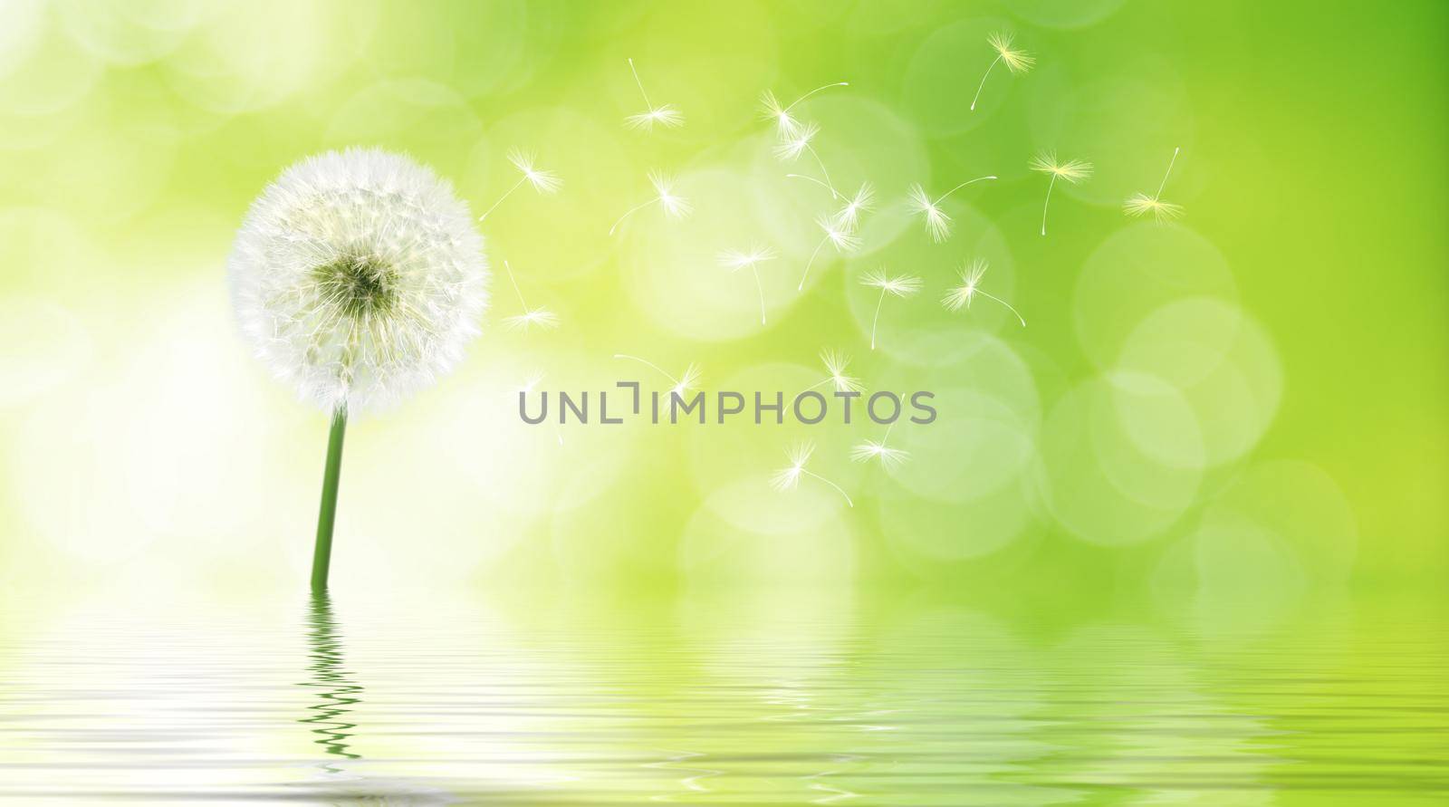 Beautiful dreamy spring nature background with dandelion
