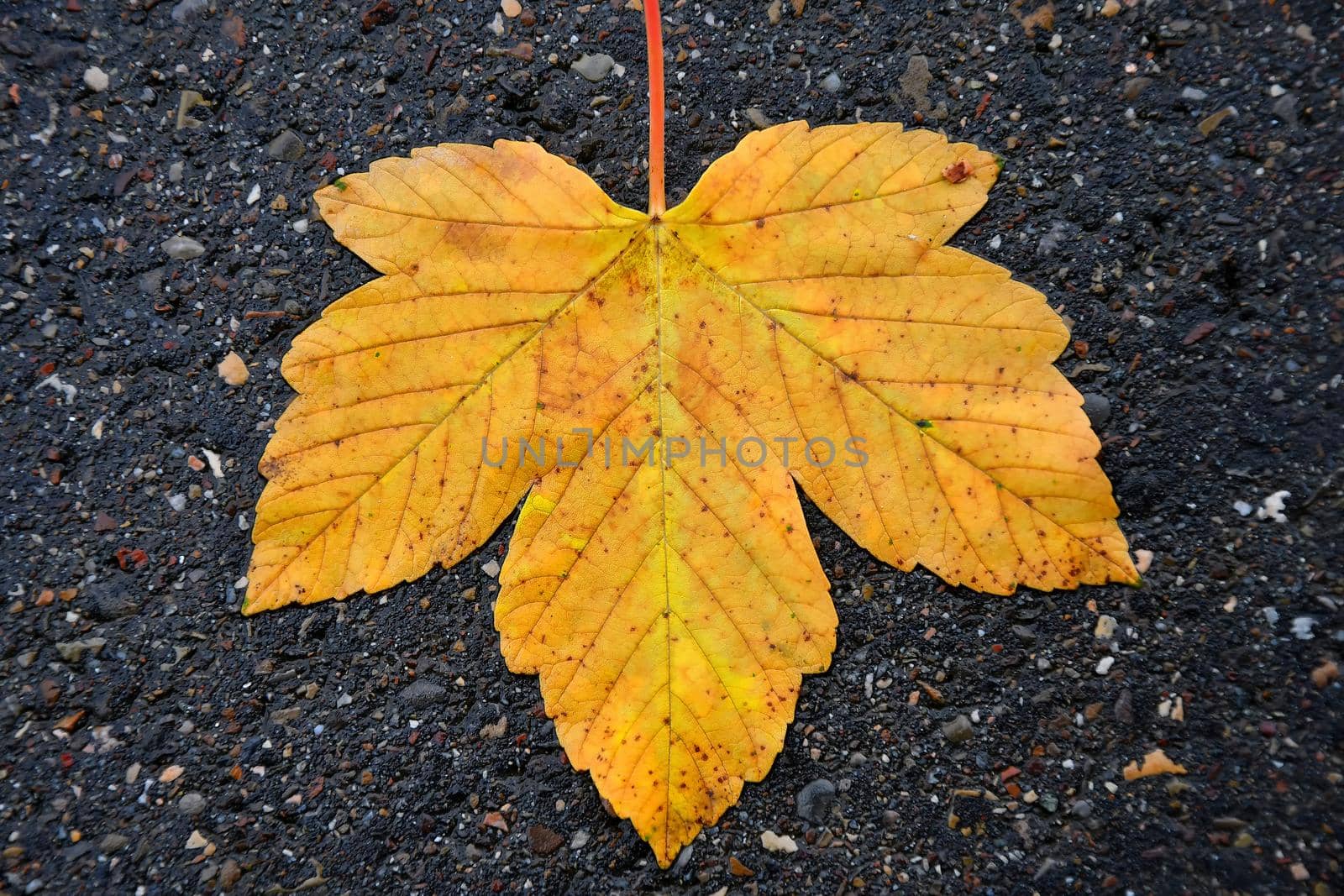 autumnal colored maple leaf on a wet street by Jochen