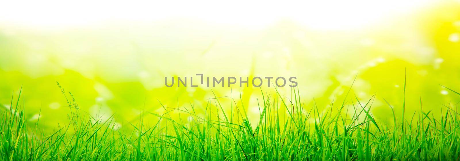 Grass flower field in spring background with sunlight