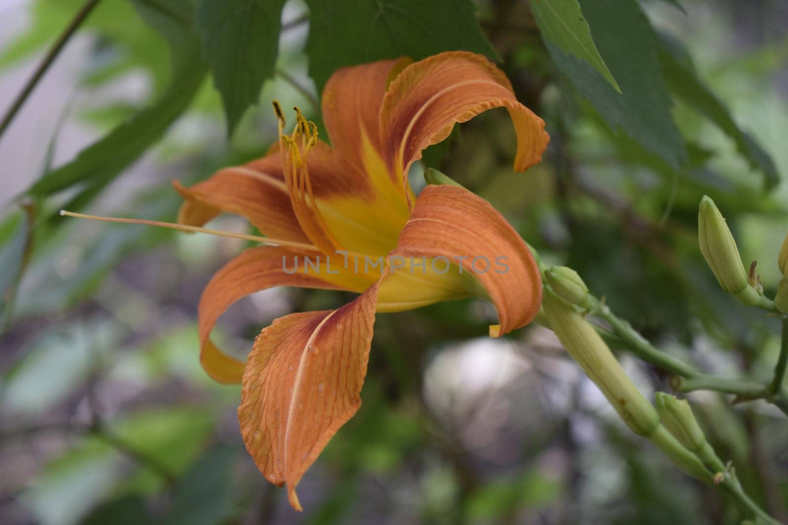 Orange lily flowers in nature. Charming blooming tender lily flower - summer background for advertising and isolating. Flower of a Fire Lily (Lilium bulbiferum)