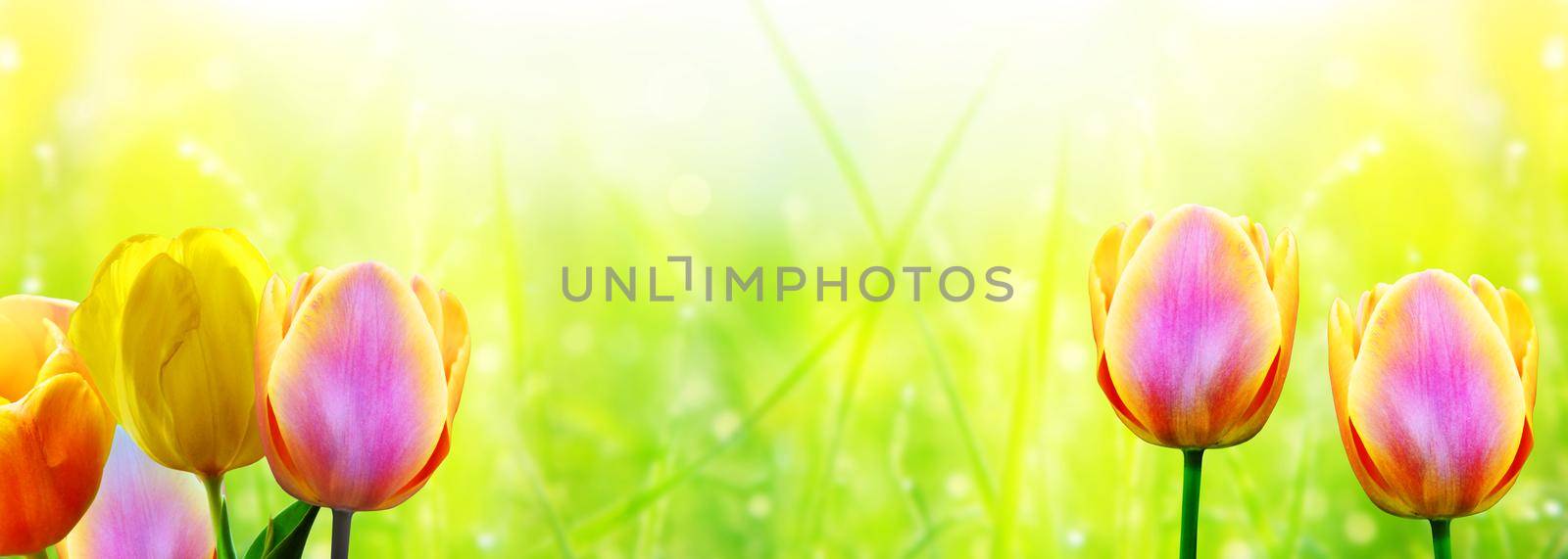 Beautiful tulips. Spring nature background for web banner and card design. by Taut