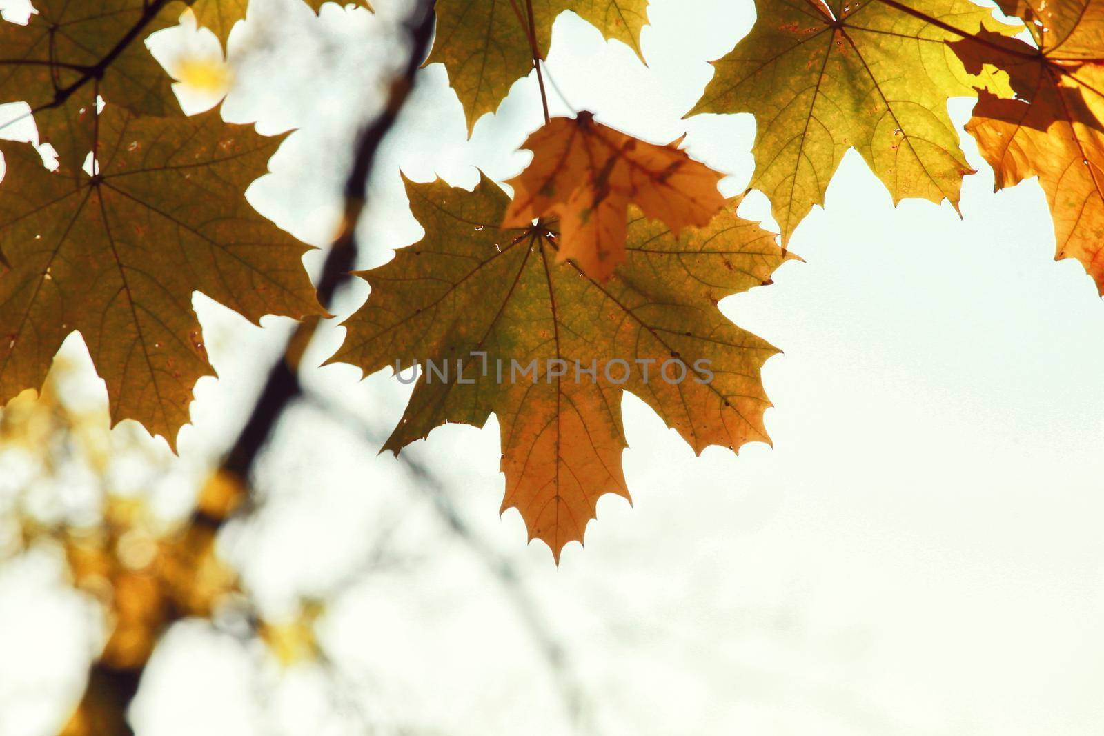 Colorful bright leaves falling in autumnal park. by Taut