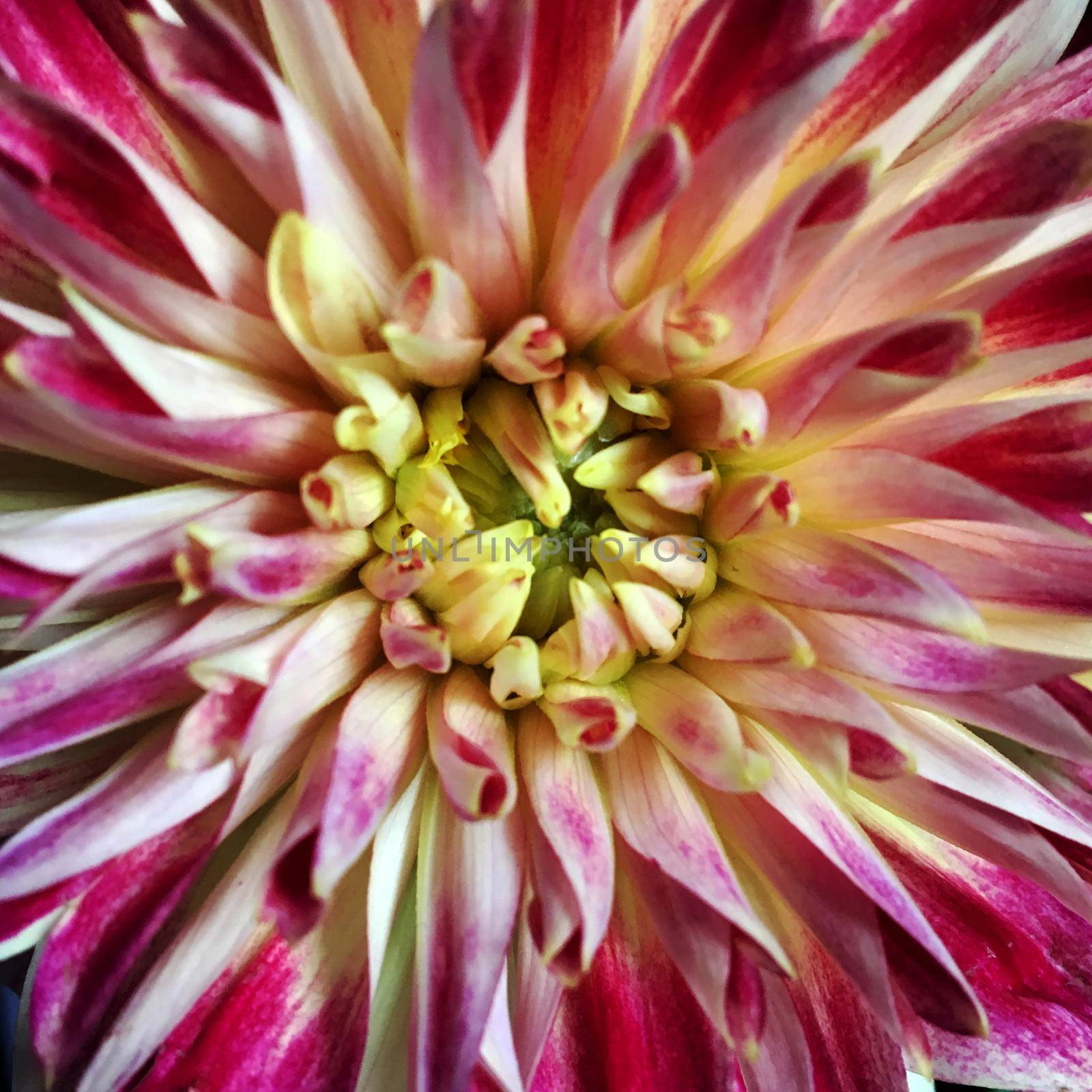 A close up of a Chrysanthemum flower. The whole image is filled.Colors are pink and yellow.