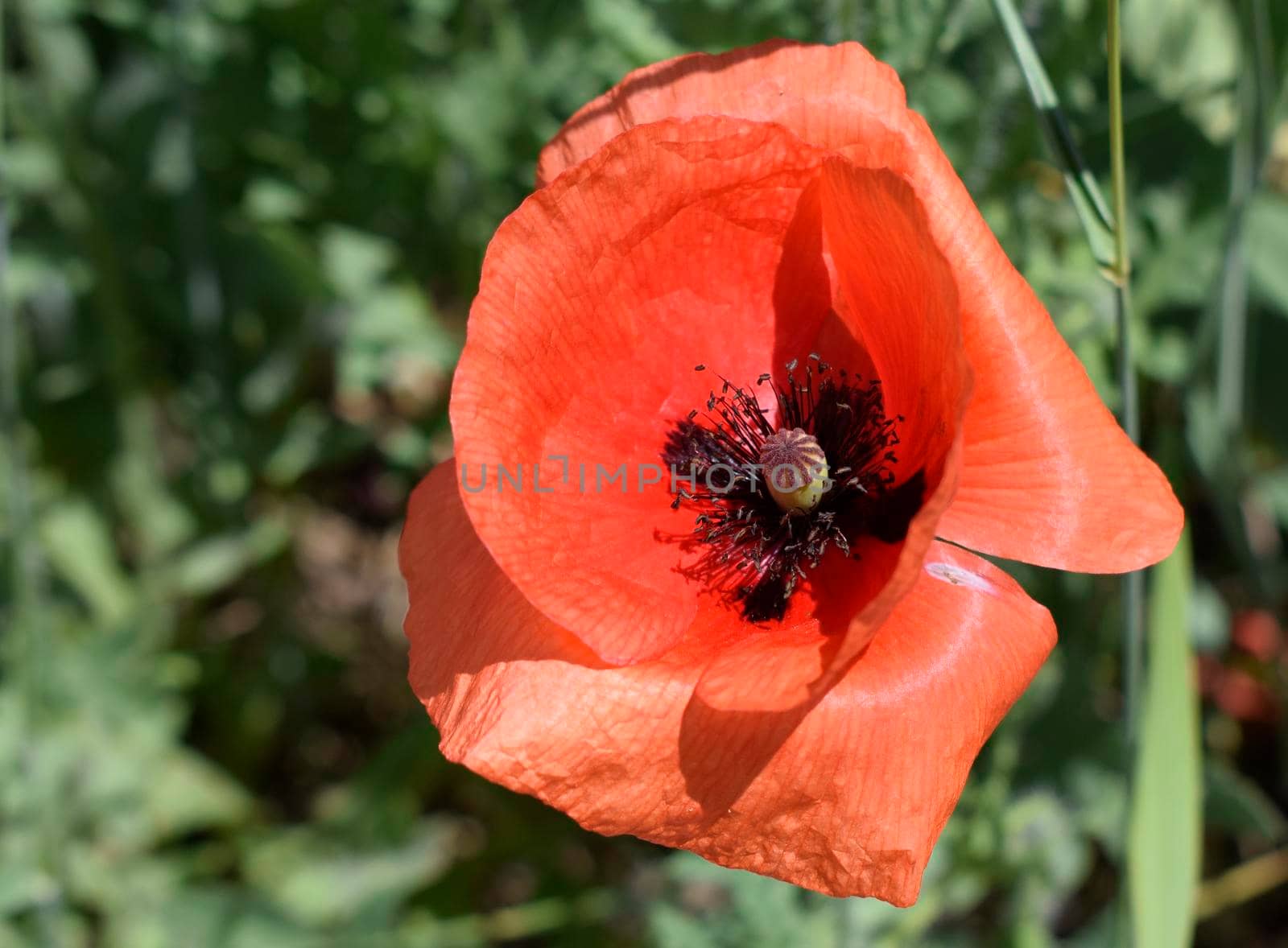 Red Blooming poppy flower. Wild flower of field with bright scarlet color growing in a meadow. Green grass in background. Sunny spring day in nature. Floral background. Postcard. Valentine card.
