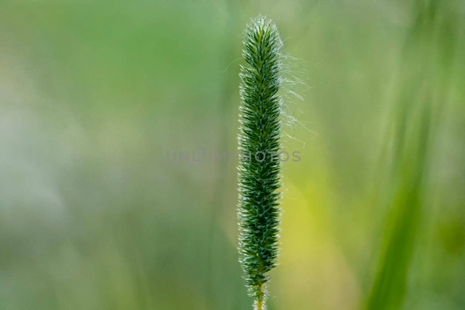 A green spike of weed on a light green background.