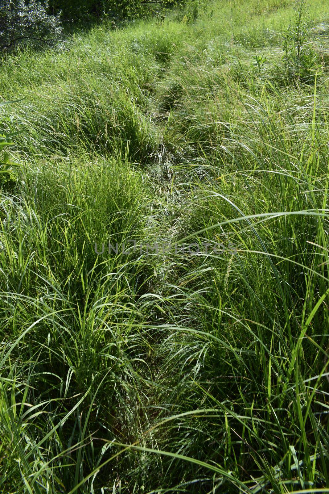 Path in the green grass. Very clear and lightly curved cut path leading through a field of rough fresh green grass