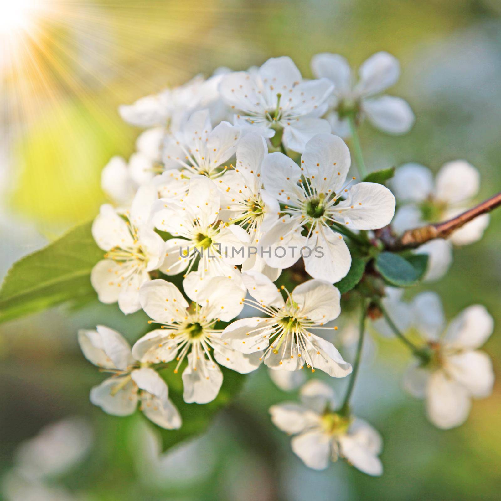 White blossom and green leaves on blue sky background.