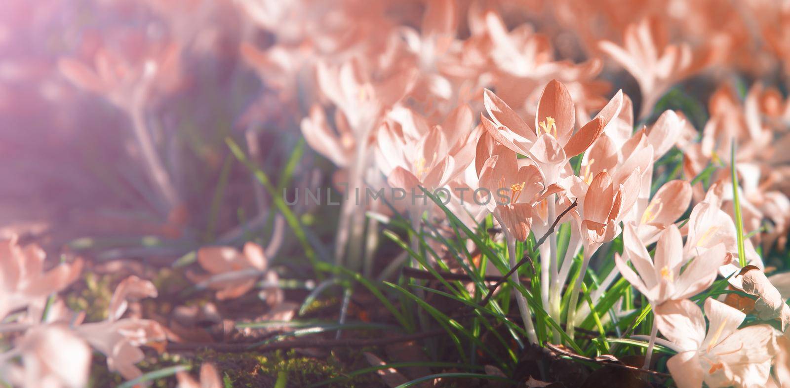Beautiful crocuses growing through snow. First spring flowers