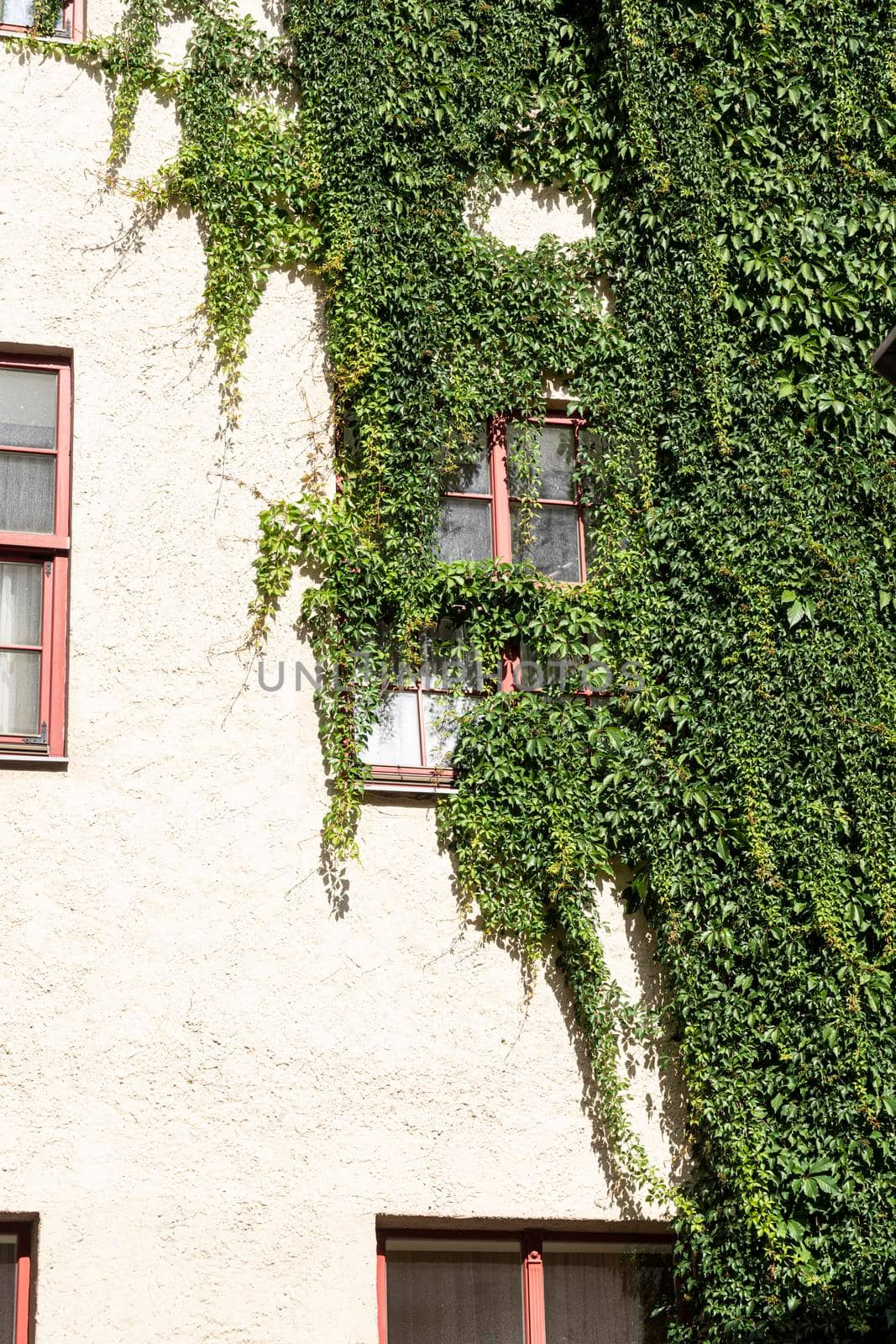 old building covered with ivy  by sergiodv