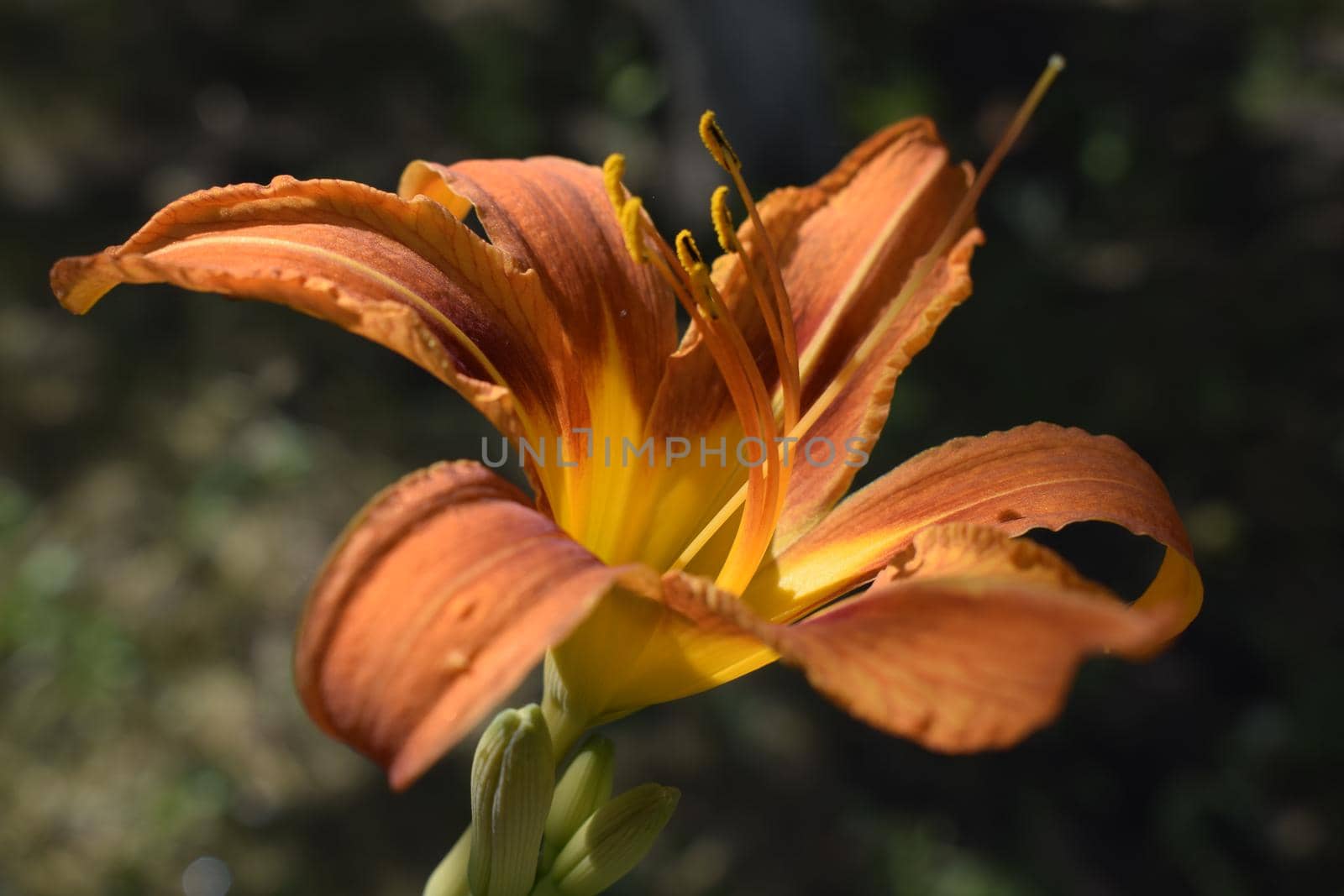 Orange lily flowers in nature. Charming blooming tender lily flower - summer background for advertising and isolating. Flower of a Fire Lily (Lilium bulbiferum)