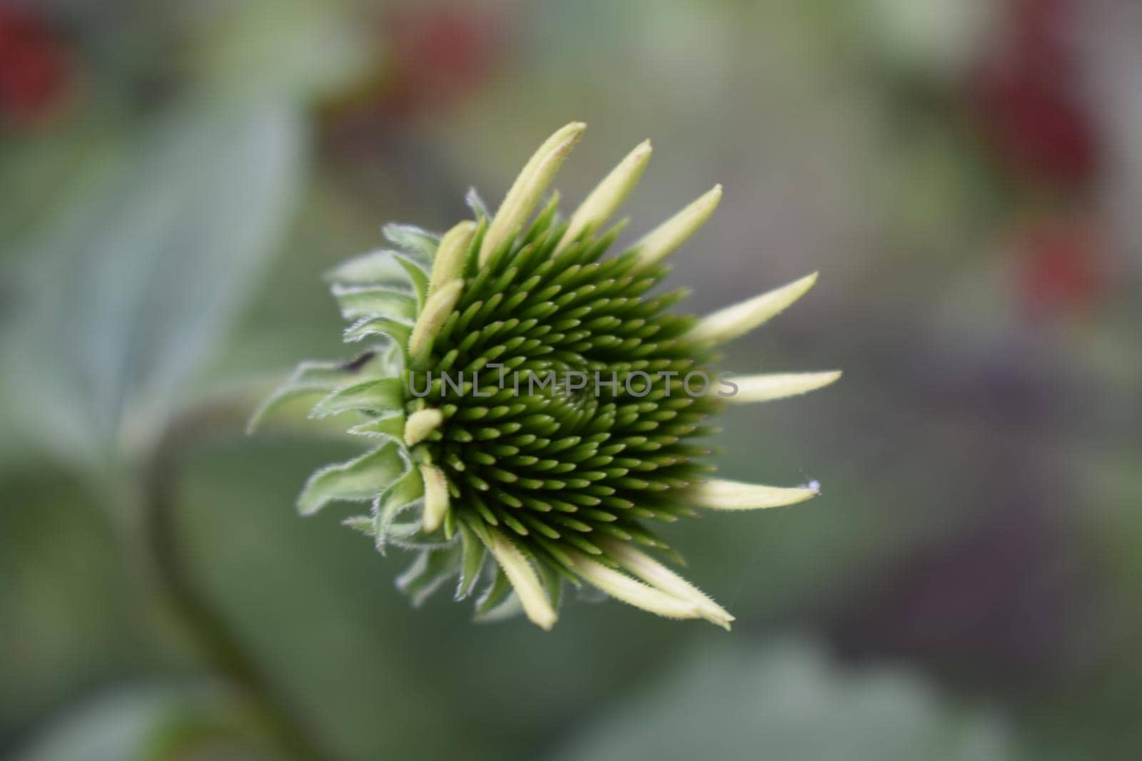 Blanket flower is flowering plant of sunflower family. Gaillardia flower bud on blurred background. Flower of the Aster family, used in landscaping, for creating holiday bouquets. Sempervivum tectorum