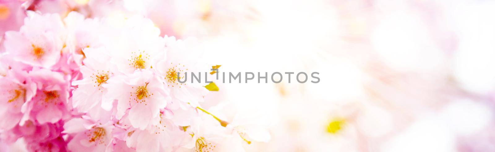Beautiful nature scene with blooming flowers tree.