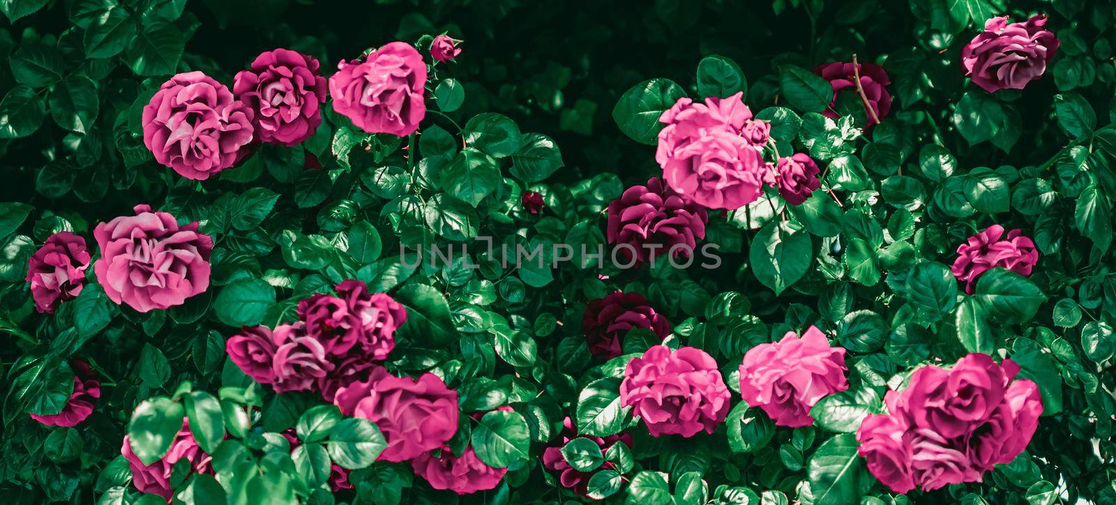 Blooming roses in beautiful flower garden as floral background by Anneleven