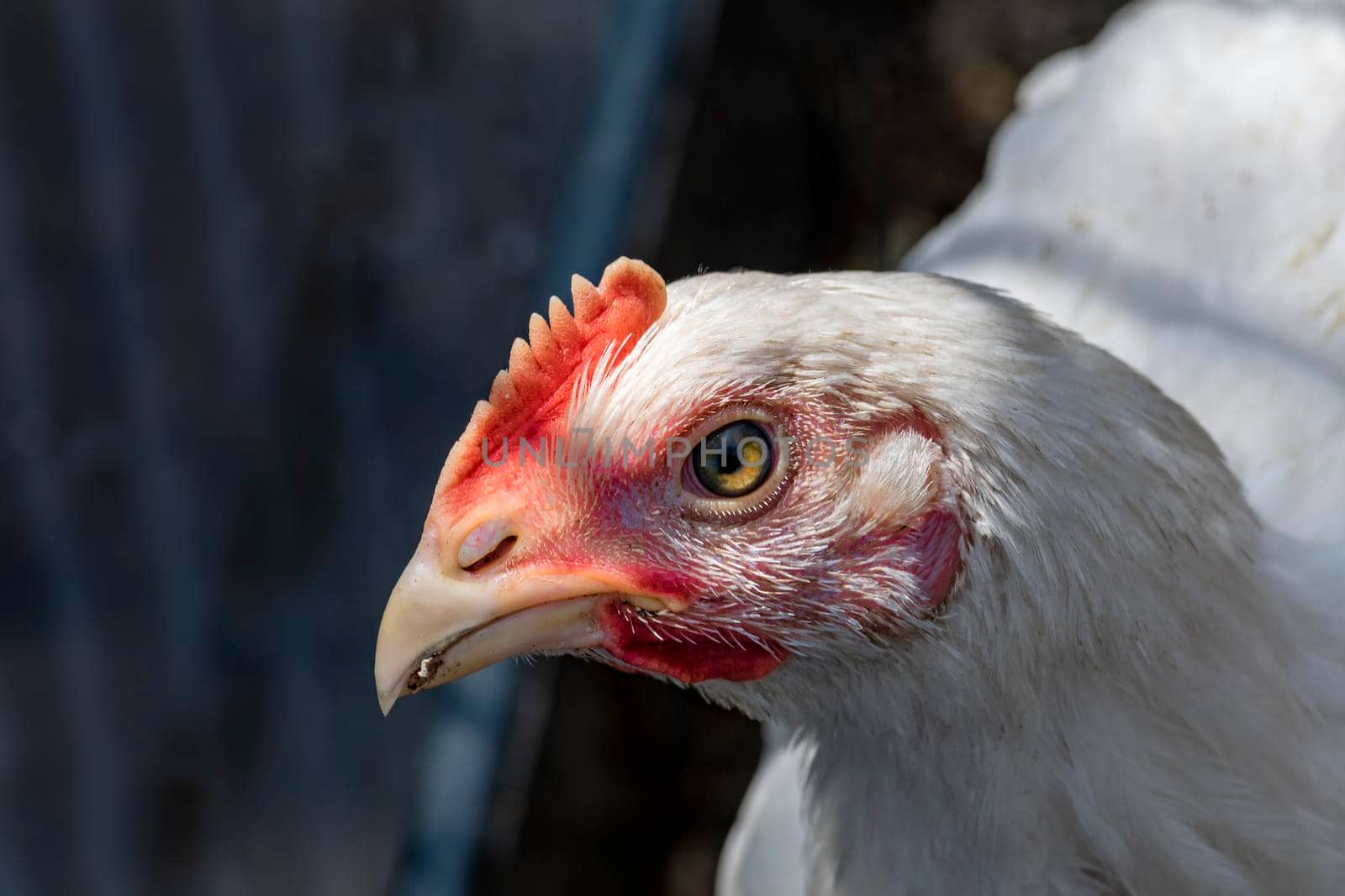 Head of white chicken close-up. Farm life. by Essffes