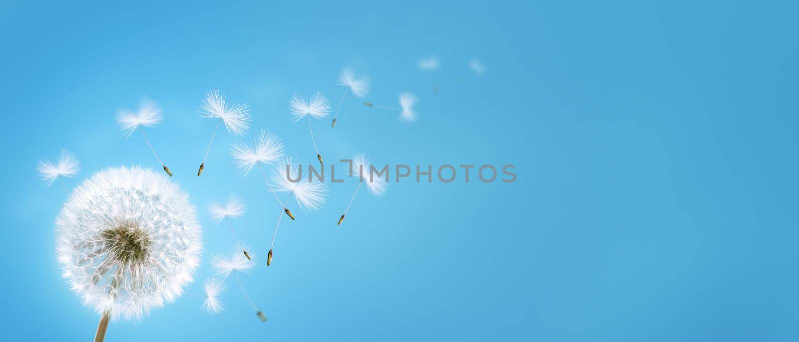 Beautiful dreamy spring nature background with dandelion