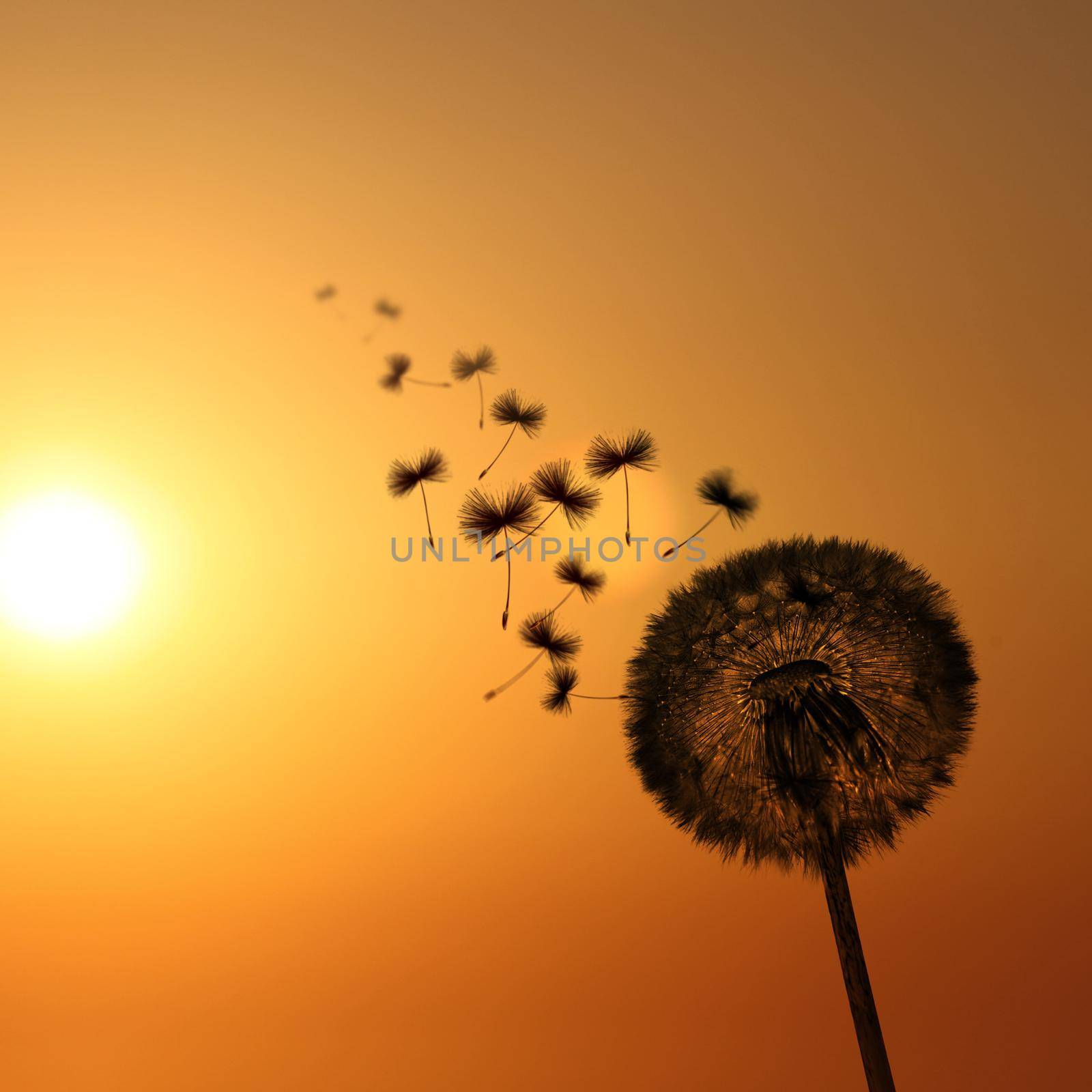 Dandelion flower with flying feathers on sunset. by Taut