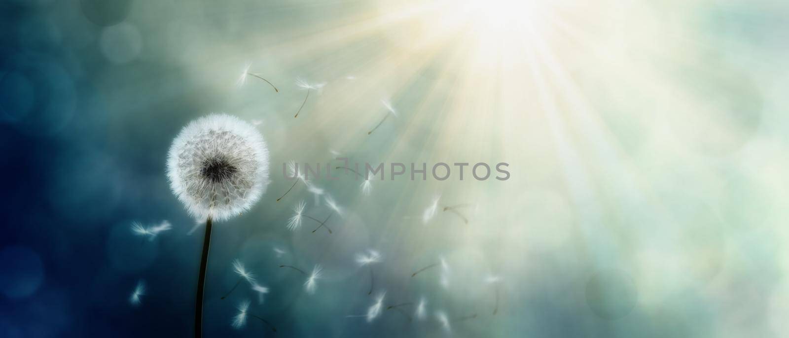 Beautiful dreamy spring nature background with dandelion