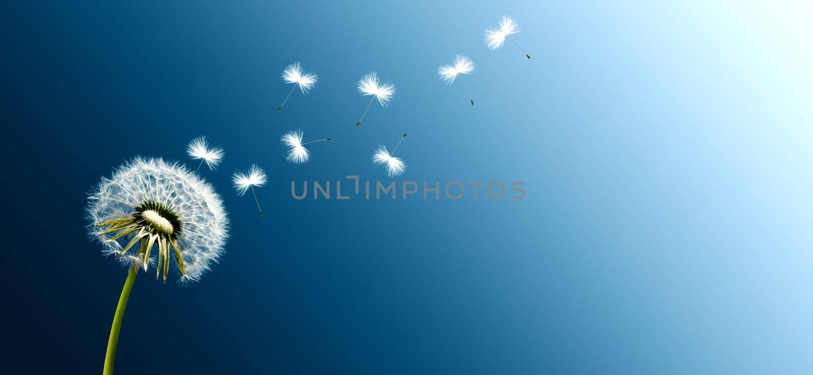Beautiful dreamy spring nature background with dandelion