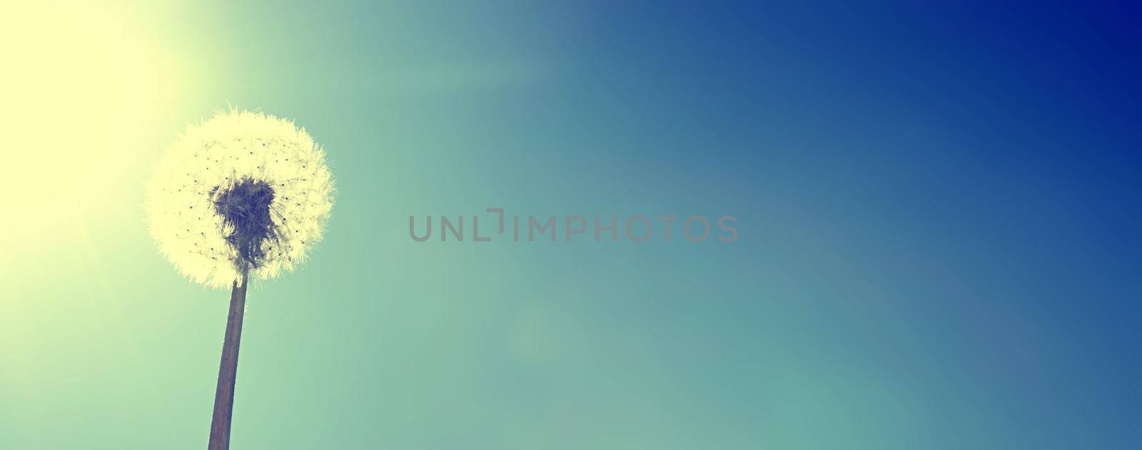 Beautiful dreamy spring nature background with dandelion