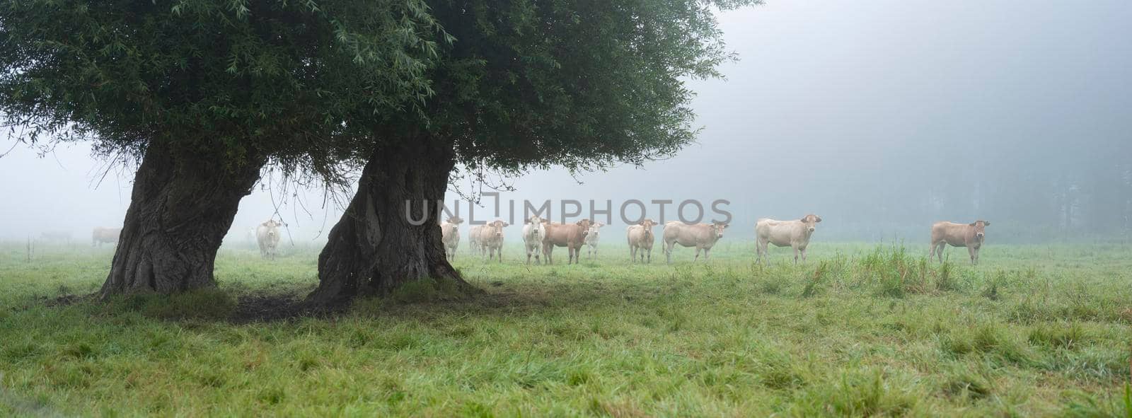 blonde d'aquitaine cows in misty morning meadow near river seine in northern france by ahavelaar