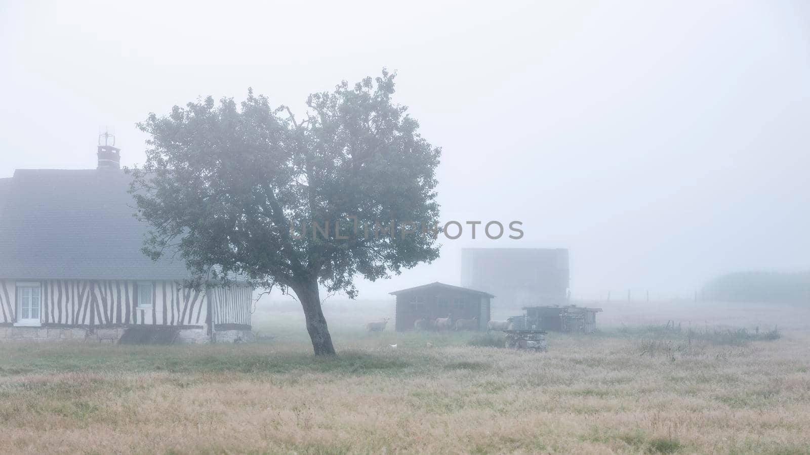 old half timbered farm and sheep in french normandy during morning fog in summer by ahavelaar