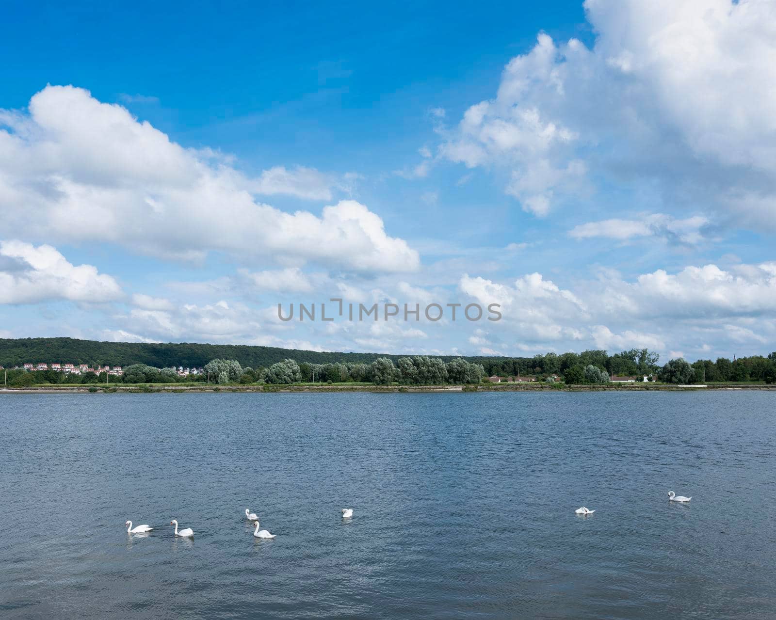 blue sky and clouds over white swans in river seine somewhere between rouen and le havre