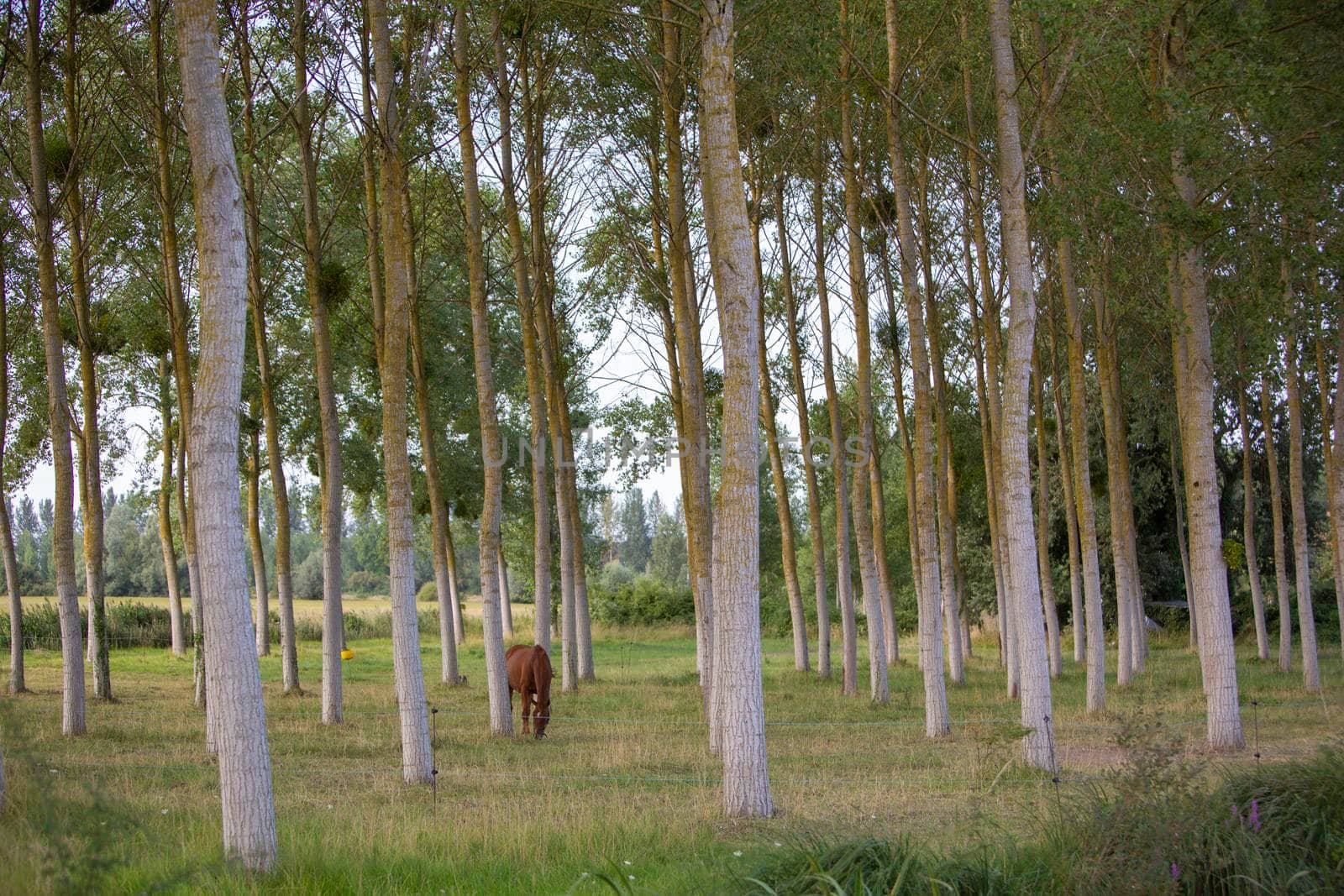 brown horse between poplar trees in french loire region