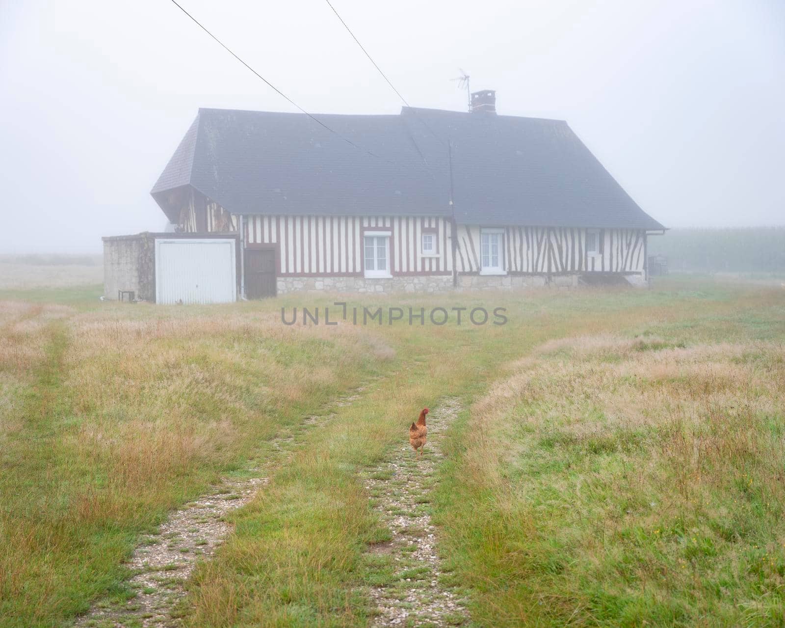 grassy path with brown chicken and typical half-timbered old farm in french normandy in morning mist