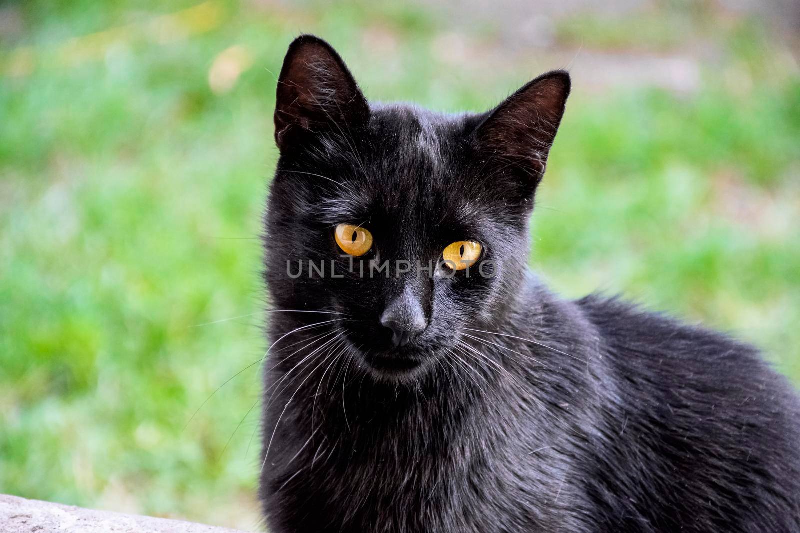 Black cat portrait with yellow eyes outdoors.