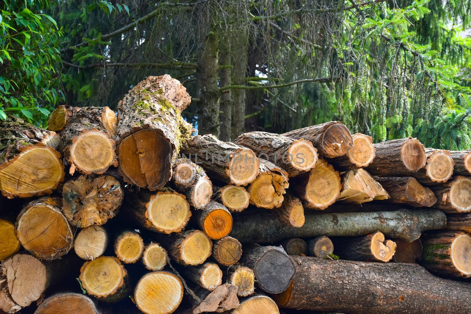 Wood pile in front of pine trees. Logs in the forest. Firewood for winter heating season.