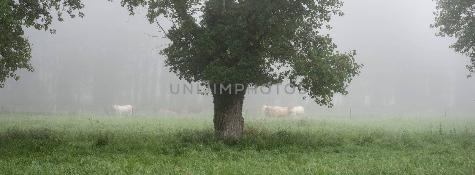 meadow with cows in french natural park boucles de la seine between rouen and le havre in summer morning fog