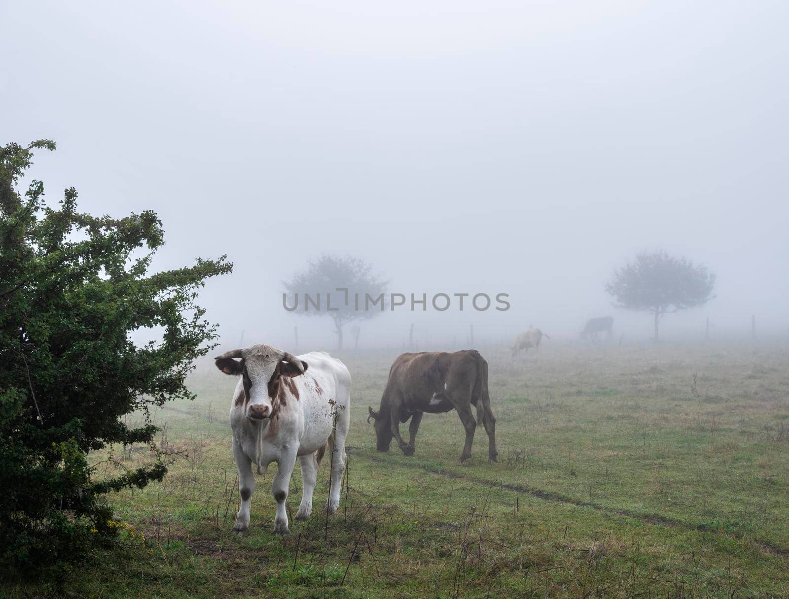 misty meadow with cows in french natural park boucles de la seine between rouen and le havre in summer by ahavelaar