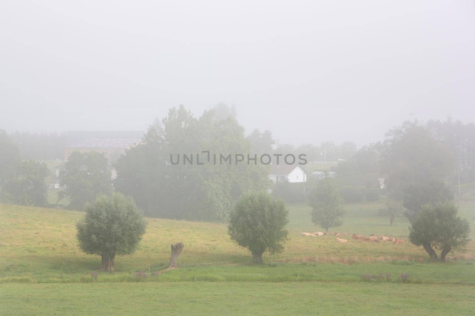 bull and cows on foggy morning near village in regional park between rouen and le havre in northern france by ahavelaar