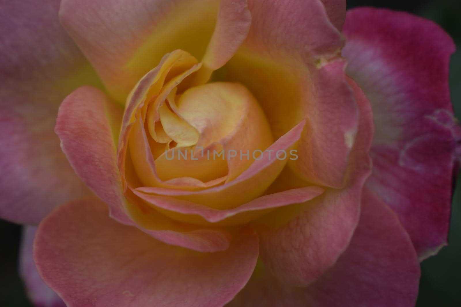 Floribunda, Rose, noble rose by NatalyArt