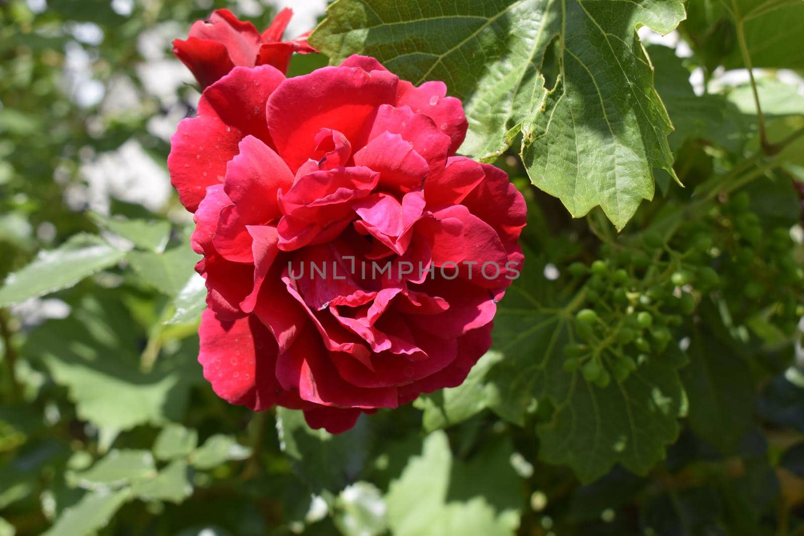 Red rose on a beautiful blurred background. by NatalyArt