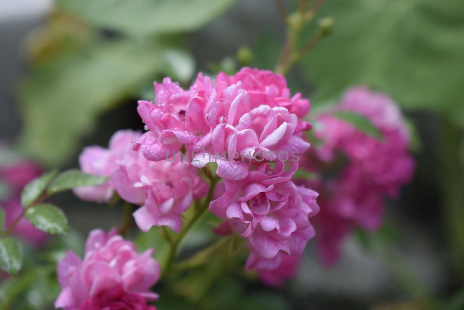 Wet pink roses with drops of dew. Outdoor background by NatalyArt