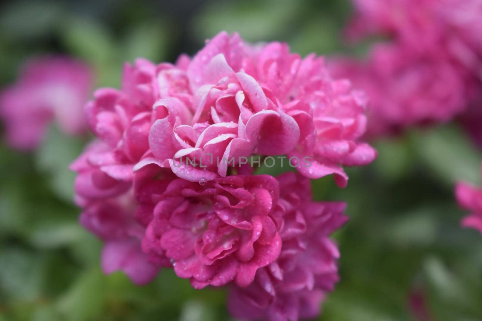 Wet pink roses with drops of dew. Outdoor background by NatalyArt