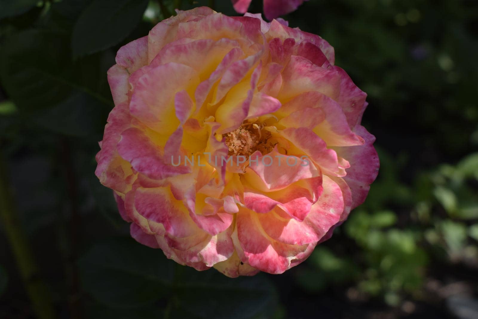 Floribunda, Rose, noble rose by NatalyArt