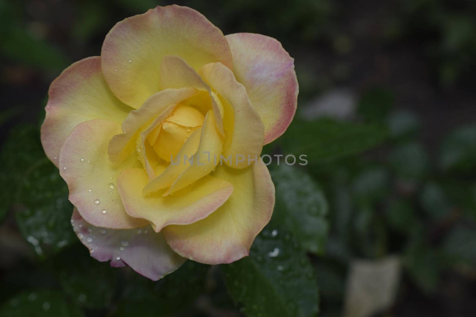 A Plant with colour changing roses. Multicolour roses with amazing combination og red, yellow ,orange and pink looks like bright light in it. Natural beauty and glow on green garden outdoor