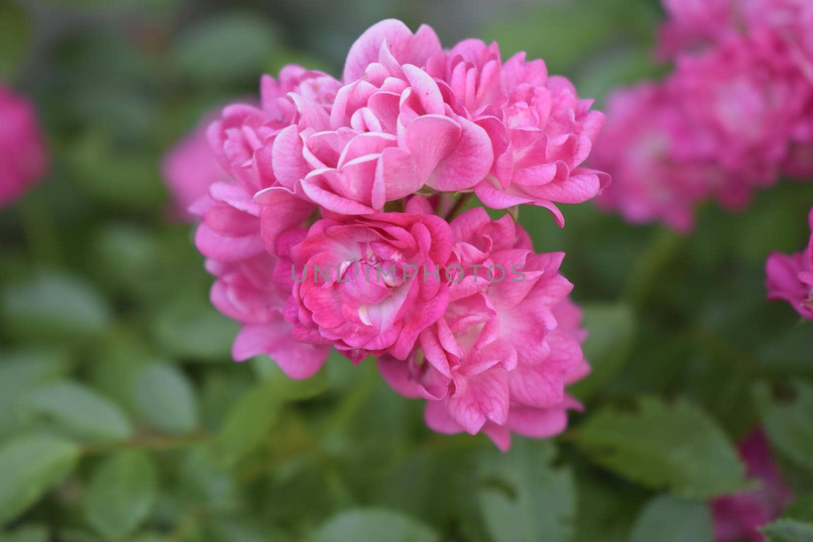 Wet pink roses with drops of dew. Outdoor background by NatalyArt