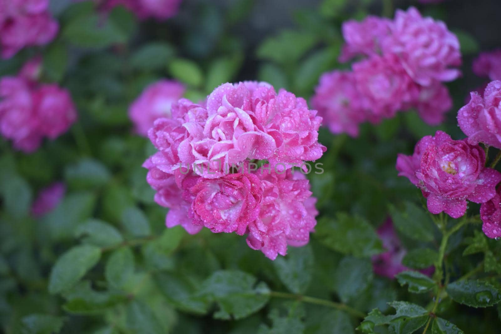 Wet pink roses with drops of dew. Outdoor background by NatalyArt