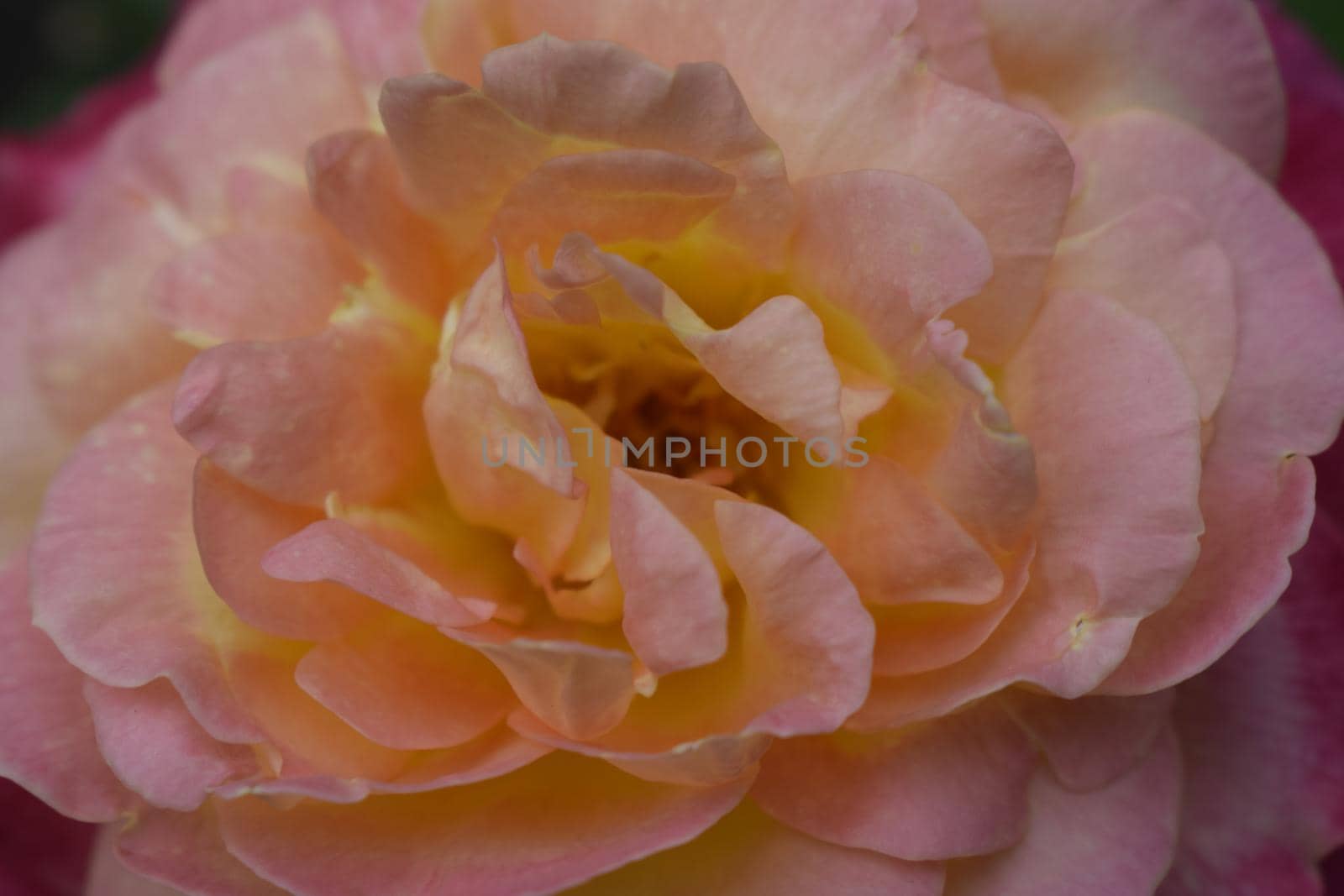 Floribunda, Rose, noble rose by NatalyArt
