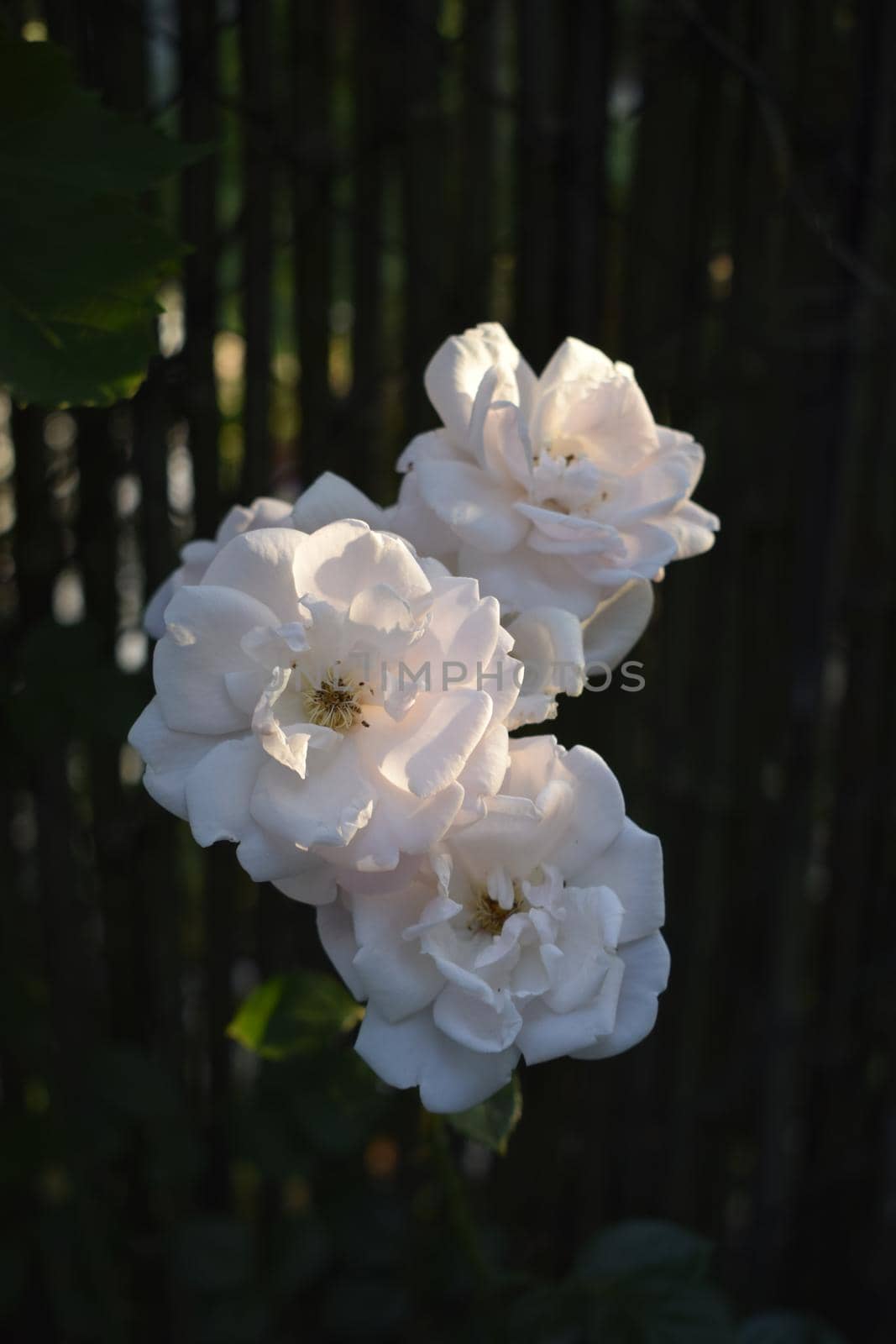 White rose in the garden. Beautiful pale pink rose blossoms on a bush